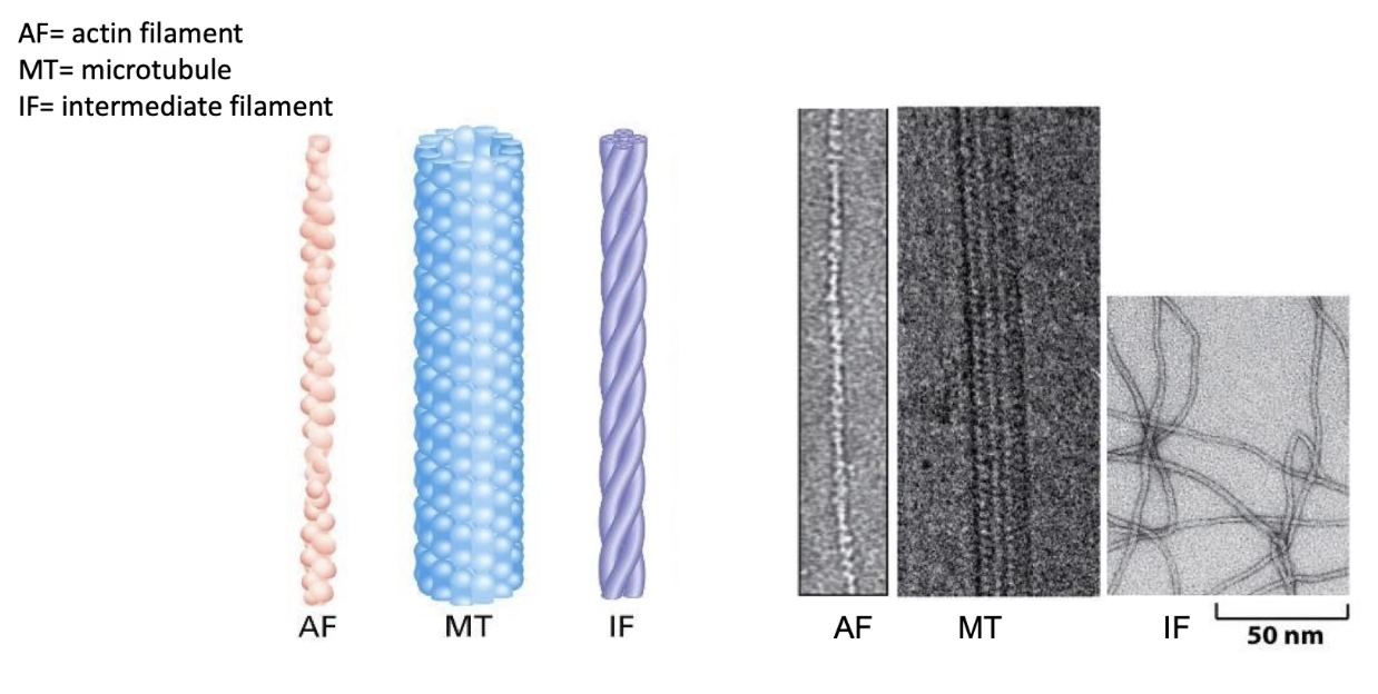 <ul><li><p><strong>All fibres</strong> are polymers made of <strong>protein subunits</strong></p></li><li><p><strong>Actin filaments</strong> (microfilaments):</p><ul><li><p><strong>Thinnest</strong></p></li><li><p>Made of <strong>monomeric actin</strong></p></li></ul></li><li><p><strong>Microtubules</strong>:</p><ul><li><p><strong>Thickest</strong></p></li><li><p>Made of <strong>α- and β-tubulin dimers</strong></p></li></ul></li><li><p><strong>Intermediate filaments (IFs)</strong>:</p><ul><li><p><strong>Medium thickness</strong></p></li><li><p>Made from <strong>varied proteins</strong>, depending on cell type</p></li></ul></li></ul><p></p>