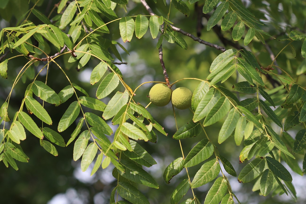 <p>Odd pinnately compound leaves, small terminal leaflets, lanceolate and acute, true dark brown fuzzy terminal buds, large and spreading form, large green nuts that turn black, large leaf scars that look like sloth faces, strongly blocky bark that is chocolately brown underneath and roughly furrowed in a diamond pattern</p>
