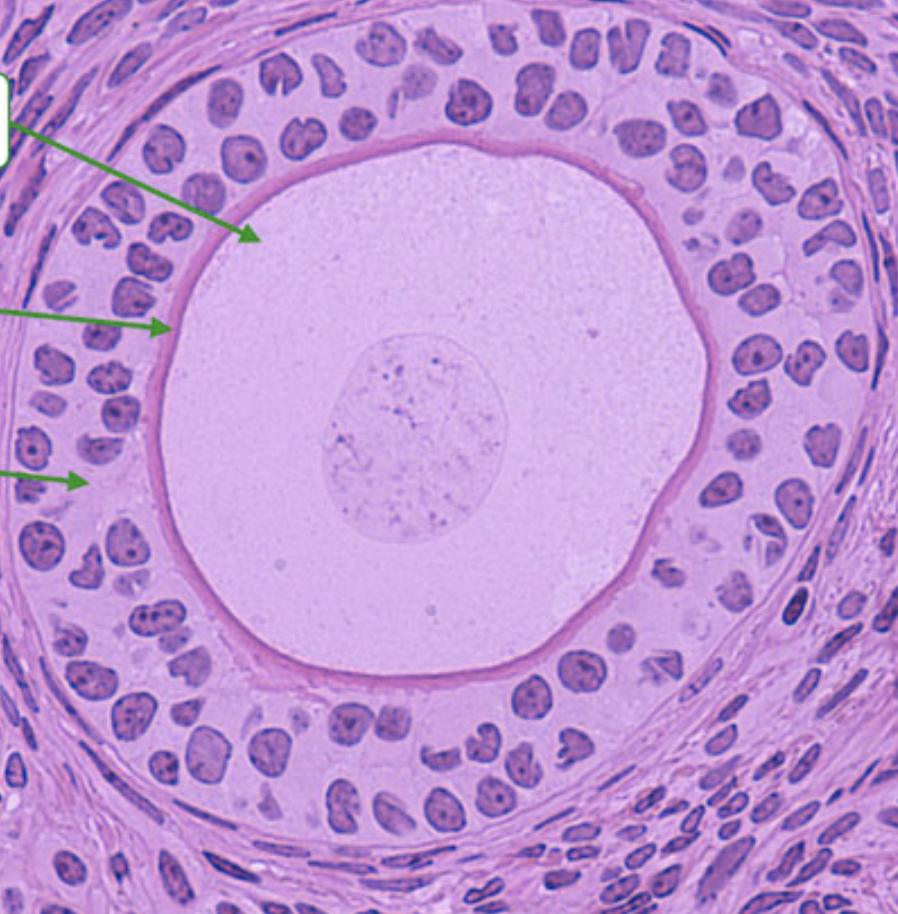 <p>Identify Follicular Stage</p>