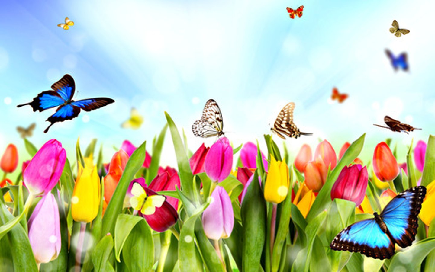 <p>spring</p>