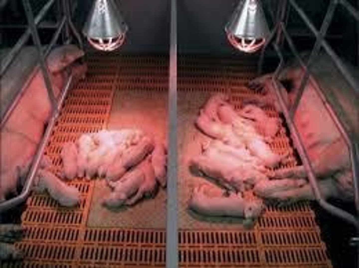 <p>Covered area for piglets to maintain warmth.</p>
