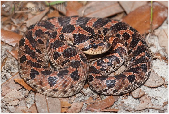 <p>sandy/ dryer habitats; south of the fall line; rare species; very pointy, upturned nose; brown/ reddish with splotches</p>