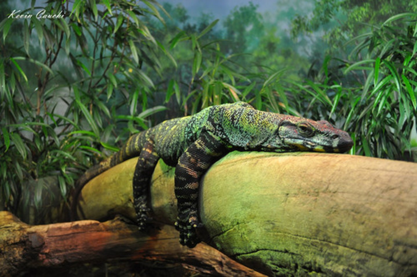 <p>lazy</p>