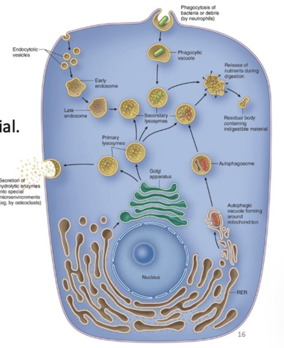 <p>What are the functions of lysosomes? (4)</p>
