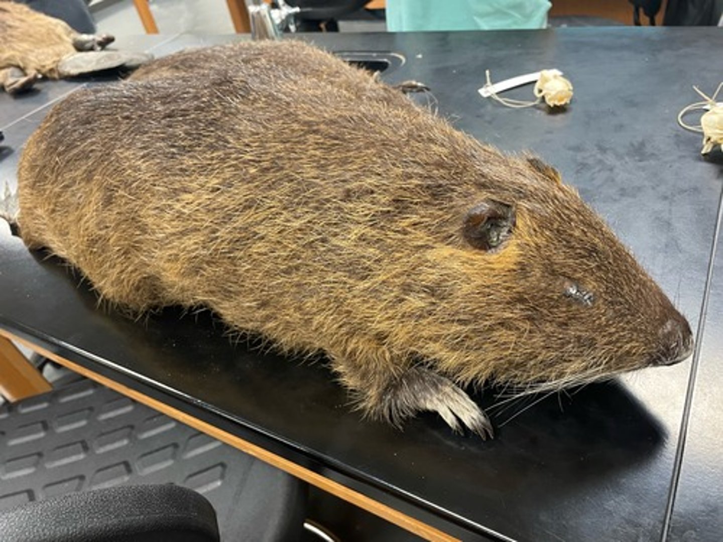 <p>Family: Echimyidae</p><p>Genus & Species: Myocastor coypus</p>