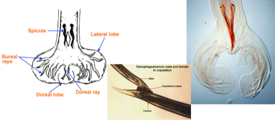 <p>Name the structure</p>