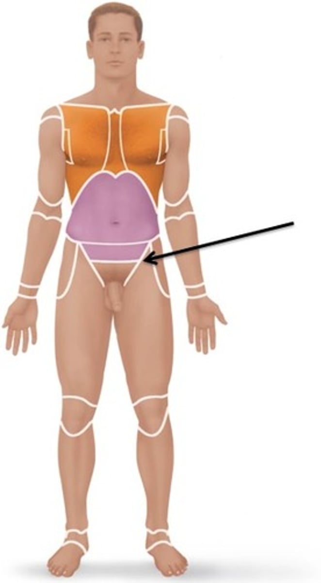<p>groin area</p>