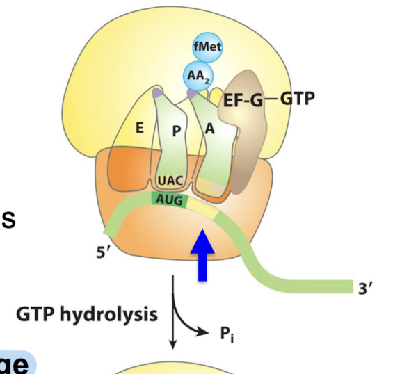 <p>Binding of EF-G to the ribosome.</p>