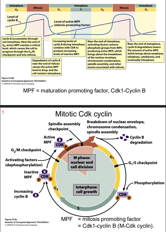 <p>Mitotic Cdk cyclin</p>