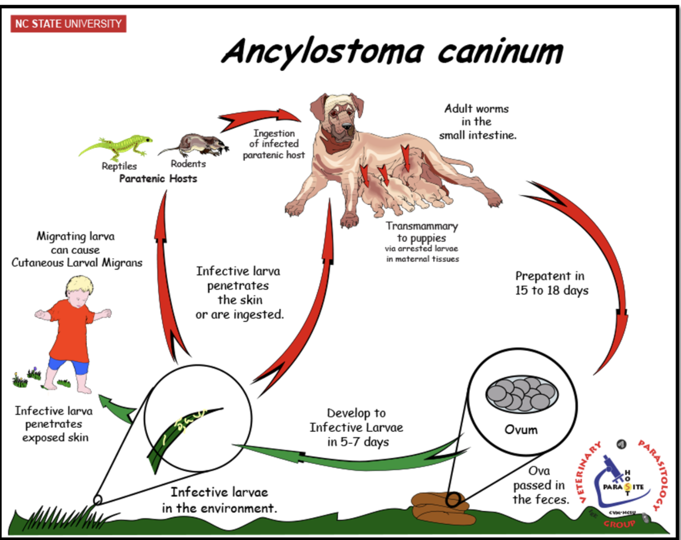<p>Life cycle:</p><ul><li><p>Eggs passed in feces</p></li><li><p>Hatch in soil, L3 is infective stage</p></li><li><p>Dogs get infected by: skin penetration, oral ingestion, transmmary transmission</p></li><li><p>Larva migrate (skin → blood→ lungs→ SI)</p></li></ul><p>PPP</p><ul><li><p>2-3 weeks, less in puppies</p></li></ul><p></p>