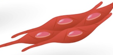 <p>involuntary; not started; hollow organs</p>