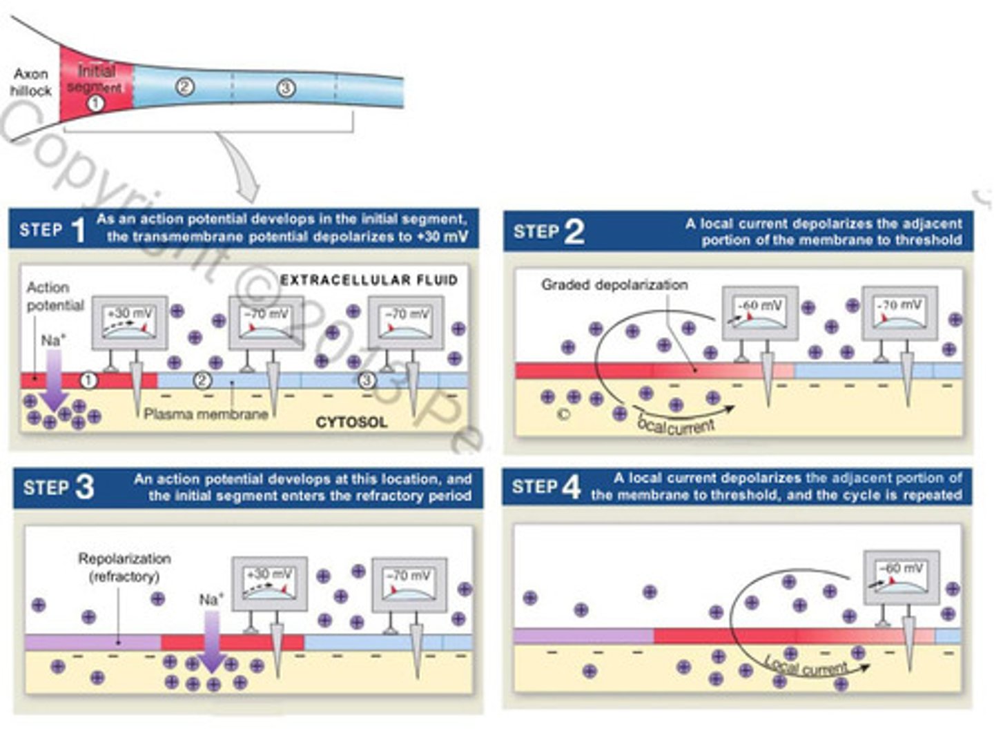 <p>- propagation along unmyelinated axons</p><p>- affects on segment of axon at a time</p><p>- action potential moves across the surface of the membrane in series of tine steps -&gt; ~1m/s</p><p>- cycle repeats at each step</p>