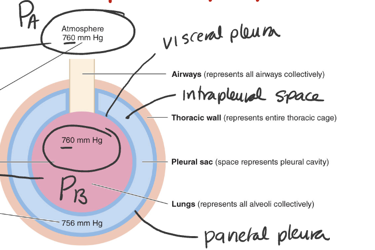 <p>B. The negative pressure in the intrapleural cavity pulling the lungs outward</p>