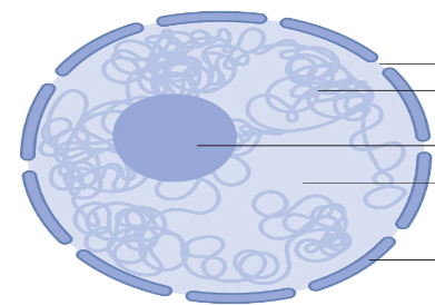 <p>Define a nucleus </p>