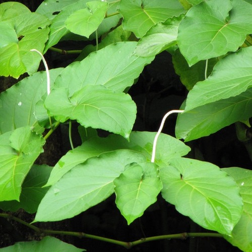 <p>Root beer plant</p>