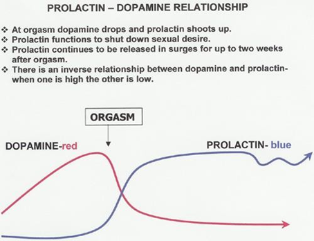 <p>Réduire la dopamine et le désir sexuel.</p>