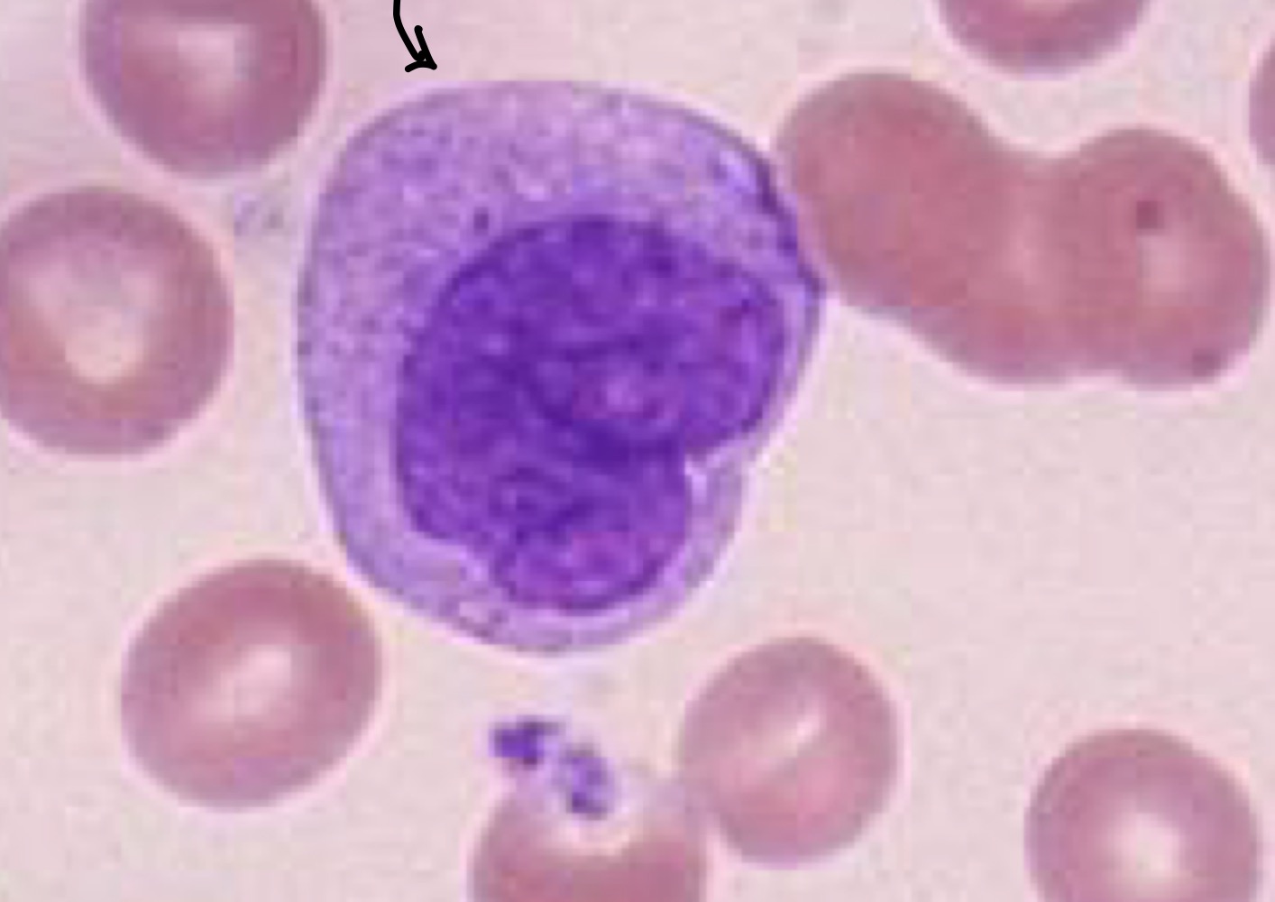 Identify this cell.