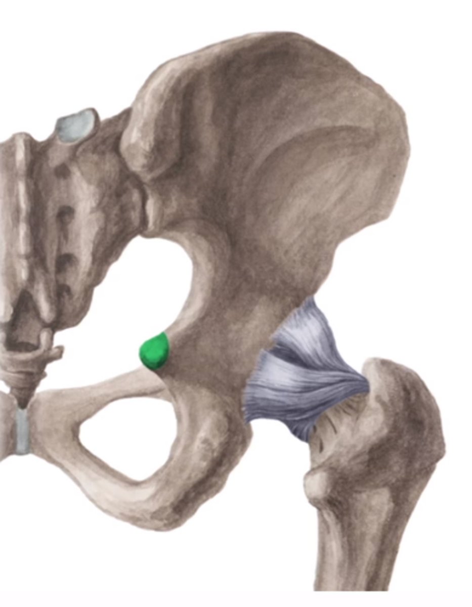 <p>spina ischiadica</p>