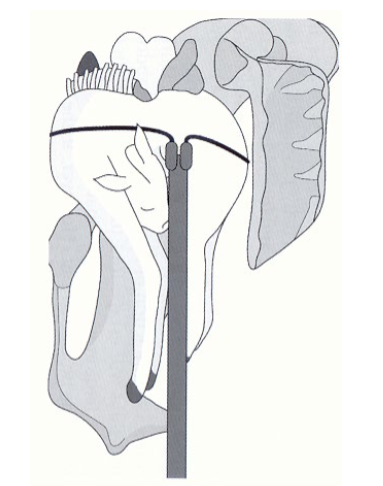<p>Description?</p>