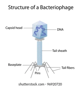 Bacteriophage: group of viruses that infect bacteria; have complex capsids