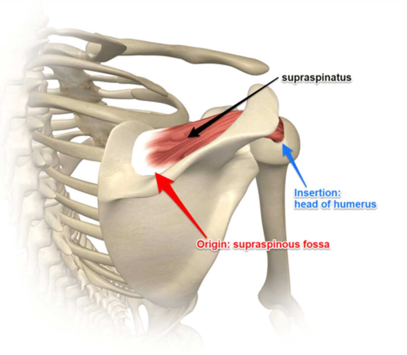 <p>superior part of greater tubercle of humerus</p>