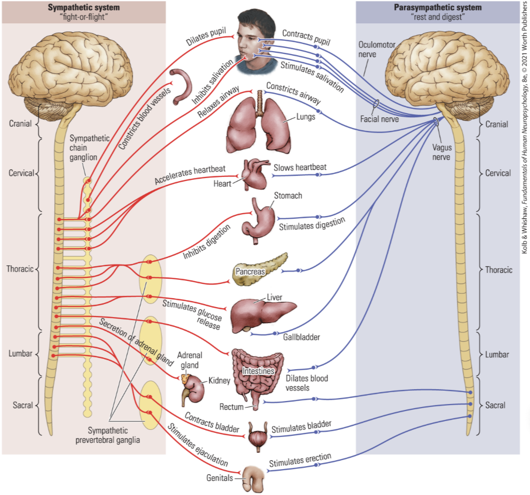 <p>What do the locations of the ganglions tell us about the sympathetic and parasympathetic processes</p>