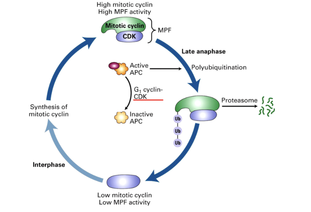 <ul><li><p>CDK Complex that inactivates APC</p></li><li><p>Allows cell to move from M phase to G1</p><ul><li><p>By promoting degradation of mitotic cyclins</p></li></ul></li></ul><p></p>