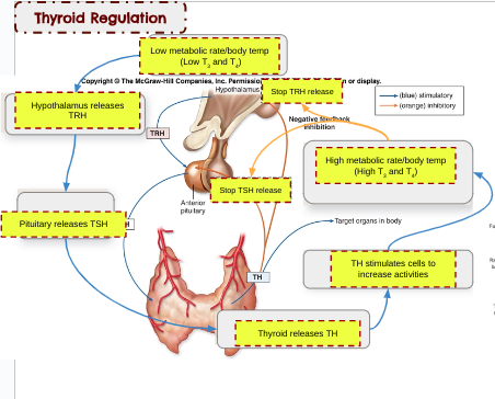 <p>Thyroid Regulation (<strong>negative feedback loop</strong>)</p>