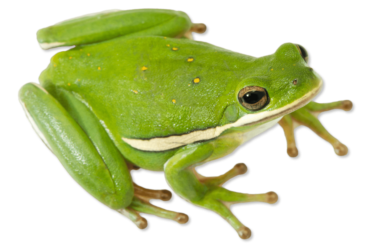 Hylidae - Hyla cinerea