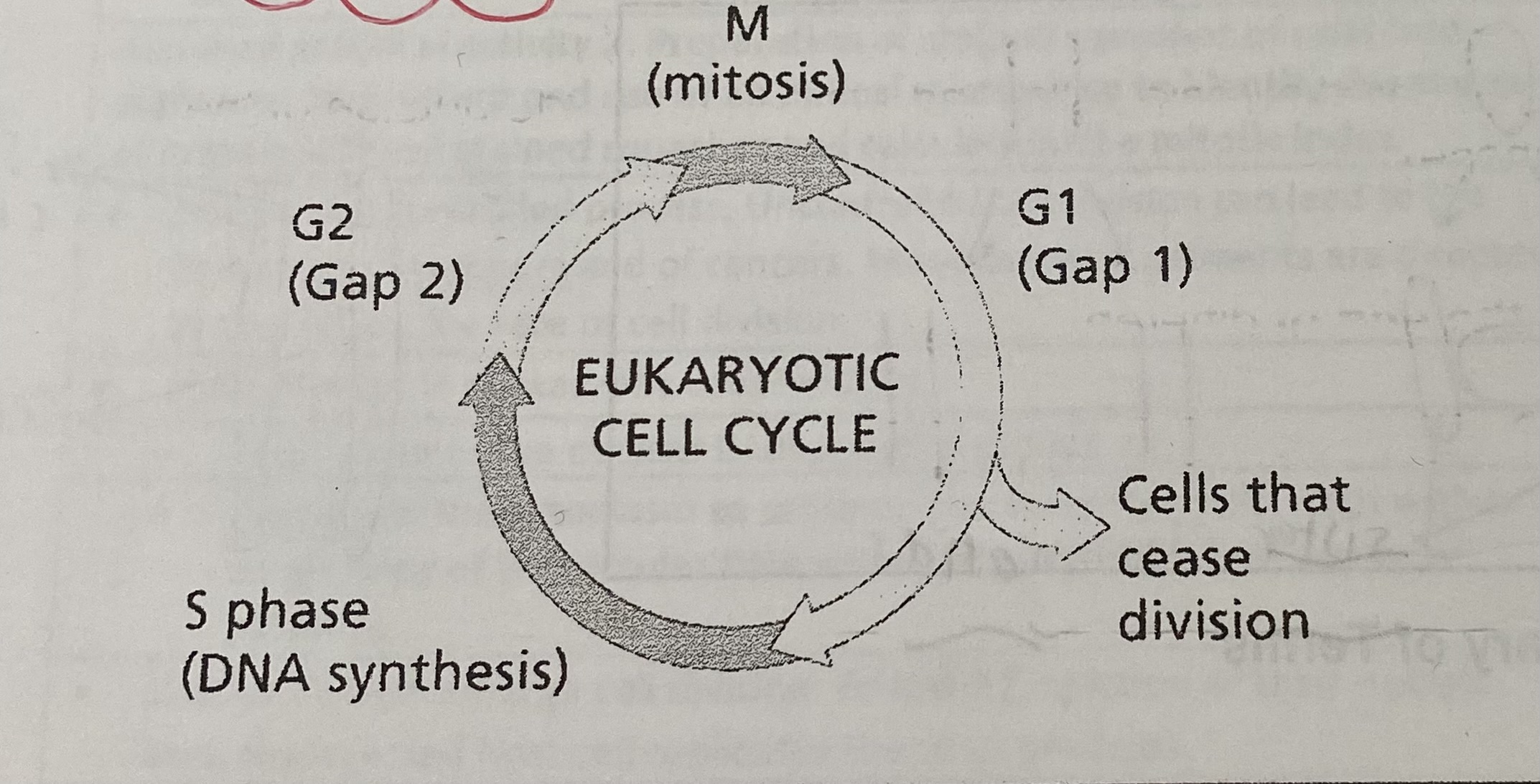 <ul><li><p>G1= cells prepare for DNA replication - cells grow, respire and new proteins and organelles are produced</p></li><li><p>S= DNA replication occurs </p></li><li><p>G2= a relatively short gap before mitosis- cell grows and prepares for mitosis</p></li><li><p>M= mitosis</p></li></ul><p></p>