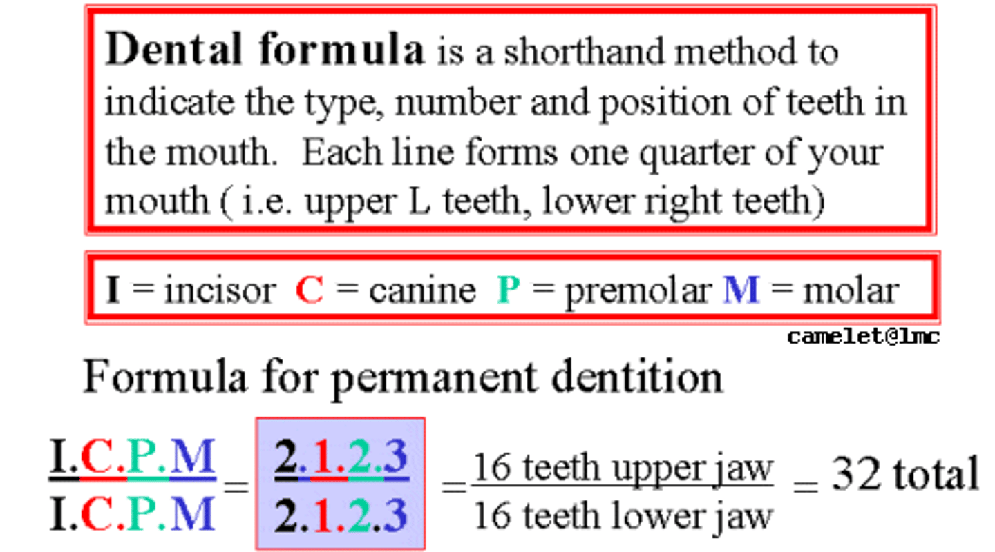 <p>The numerical description of a species' teeth, listing the number, in one quadrant of the jaws, of incisors, canines, premolars, and molars.</p><p>Adult: 2I, 1C, 2P, 3M (32 total)</p><p>Deciduous: 2I, 1C, 2M (20 total)</p>