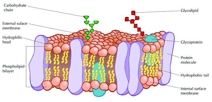 <p class=""><strong><u>Components:</u></strong></p><p class=""><strong>Phospholipid Bilayer</strong>: Forms the basic structure</p><p class=""><strong>Integral proteins</strong> (span across the membrane) act as channels, transporters, or receptors.</p><p class=""><strong>Peripheral proteins</strong> (sit on the surface) are involved in signaling or maintaining cell shape.</p><p class=""><strong>Carbohydrates</strong>: Attached to proteins or lipids, these play a role in cell recognition and communication (e.g., glycoproteins or glycolipids).</p><p class=""><strong>Cholesterol</strong>: Scattered throughout the membrane, cholesterol helps maintain membrane fluidity and stability, especially in fluctuating temperatures.</p><p class=""></p><p class=""><strong><u>Key functions of Plasma Membrane</u></strong></p><p class=""><strong>Selective Permeability: </strong>lets some substances in (water and ocygen) but blocks others (like toxins or larger molecules)</p><p class=""><strong>Communication: </strong>The proteins and carbohydrates allow for cell signaling</p><p class=""><strong>Structural Support: </strong>the membrane helps give the cell shape</p><p class=""></p><p class=""><strong><u>Analogy</u></strong></p><p><strong>Phoshplipid bilayer:</strong> the gate → controls what goes in and out</p><p><strong>Proteins: </strong>the guards → helps decide whats allowed through, communicate to the outside world</p><p><strong>Carbohydrates:</strong> the signs → help identify the cell and its purpose</p><p><strong>Cholesterol: </strong>the stabalizers → help the maintain fluidity and integrity of the membrane, especially at varying temperatures. </p>