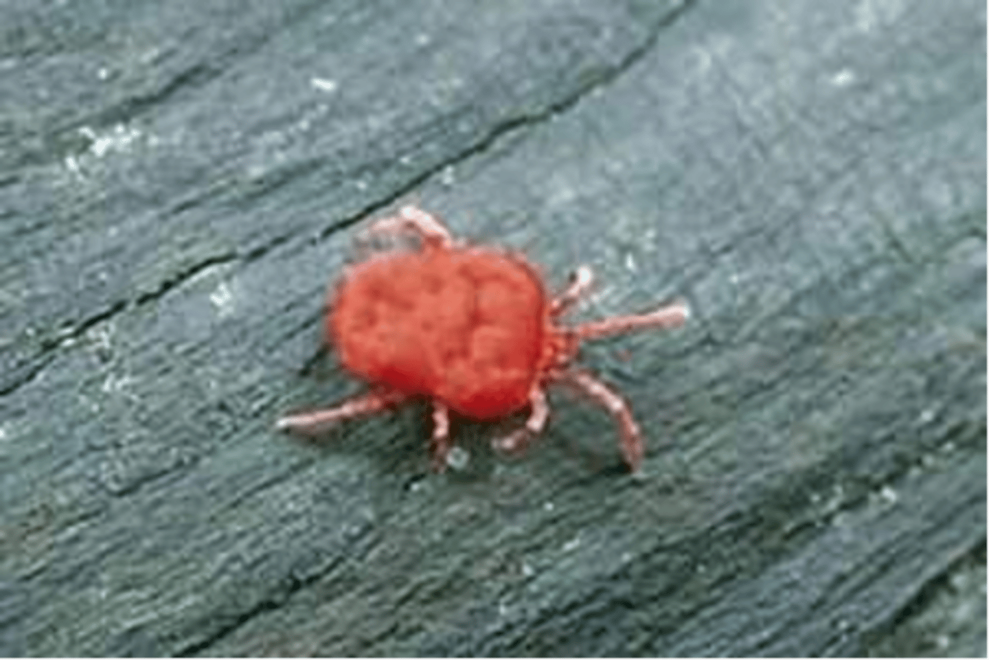 <p>red in coloration, bite and feed on humans and other mammals, love Bermuda grass, active late spring to fall, eat and then leave</p>