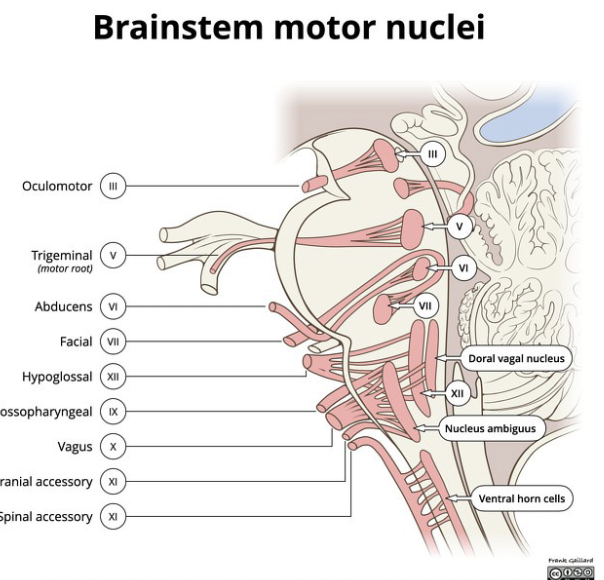 <p>where is trigeminal motor nucleus?</p>