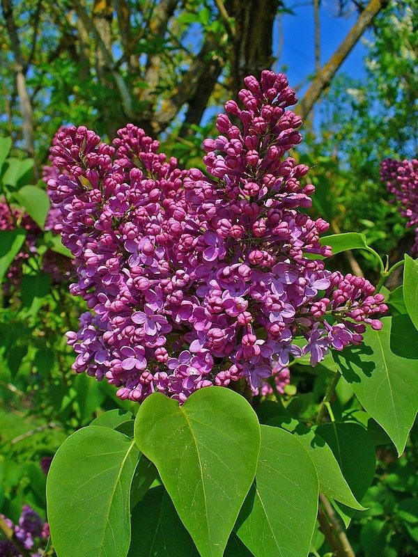<p>Syringa vulgaris - <strong>Oleaceae</strong></p>