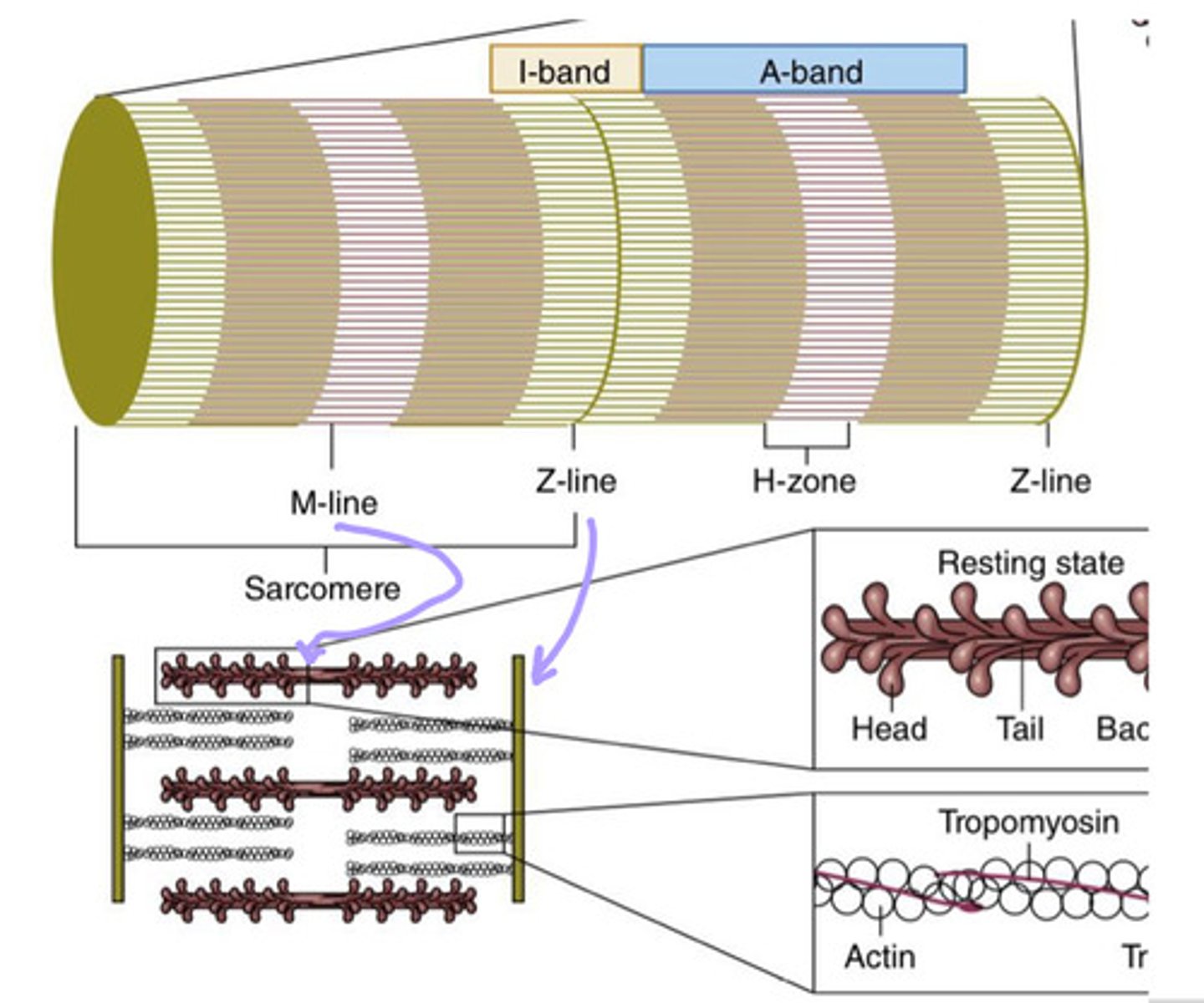 <p>during a contraction, the H-zone/M-line decreases as actin slides over myosin and the Z-lines come together and overlap</p>