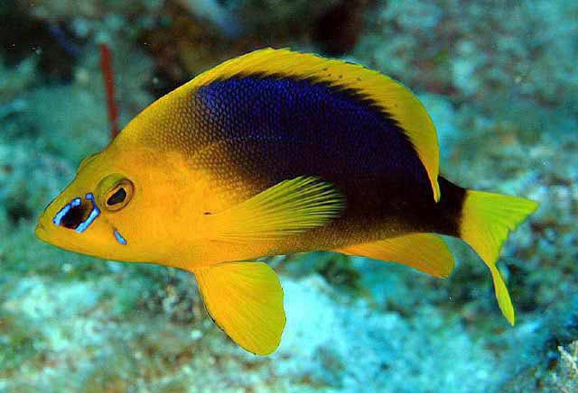 <p>Head, abdomen and, fin are all yellow</p><p>body from nape to caudal fin base is dark blueish to purple/black</p><p>blackish blotch with bright blue border on snout</p><p>can have blue likes aound eyes and to corner of preopercle</p><p>concave caudal fin</p><p>dorsal fin is rounded</p><p>dark blotch makes it feels like its trying to hide→ its ____.</p>