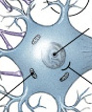 <p>What contains the nucleus and nucleolus in a neuron?</p>