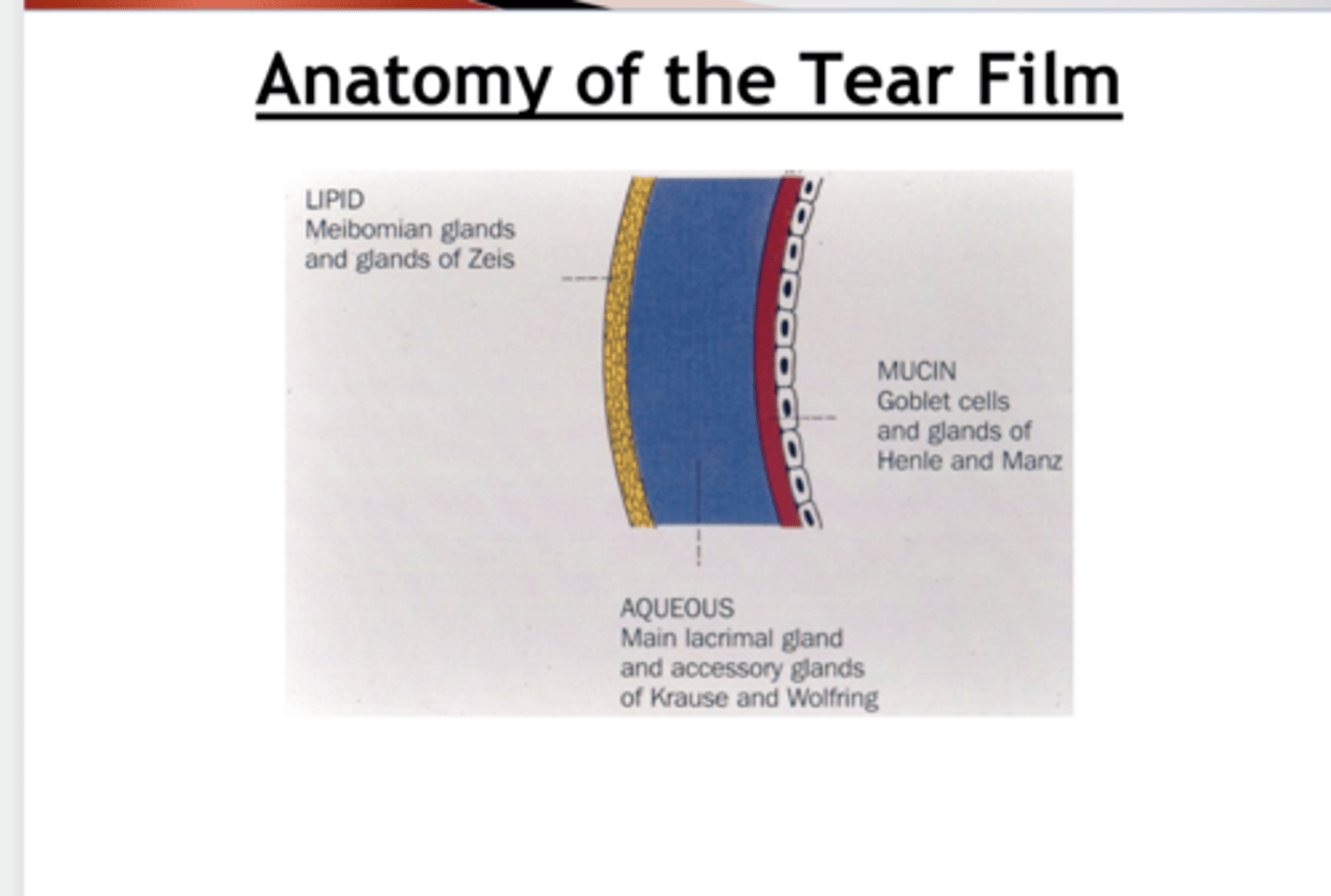 <p>Anatomy of the Tear Film</p><p>What are the lipid components of the film?</p>