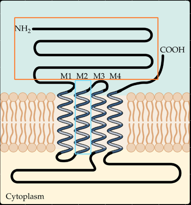 <p>five subunits:</p><ul><li><p>2x <span>α</span></p></li><li><p><span>1x β</span></p></li><li><p><span>1x γ</span></p></li><li><p><span>1x δ</span></p></li></ul><p>4 transmembrane helices (M1-M4)</p><ul><li><p>both N &amp; C terminus are located extracellularly</p></li></ul><p></p>