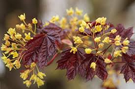 <p><span>Acer platanoides cv. / Norway Maple</span></p>