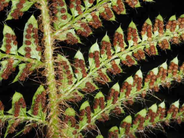 <p>evergreen, fuzzy underside of stipe, scattered round sori, stems from one central rosette, non-native, clumping</p>