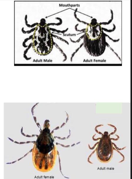 <p>what are those ?</p><p>phylum and class ?</p><p>two special characters ?</p><p>difference between male and female ?</p><p>disease transmitted by this vector ?</p>
