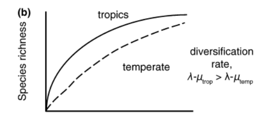 <ul><li><p>Faster rates of speciation, and/or slower rates of extinction and/or faster immigration into the tropics</p></li><li><p>Non-equilibrium/historical model</p></li><li><p>Mittlebach et al 2007</p></li></ul><p></p>