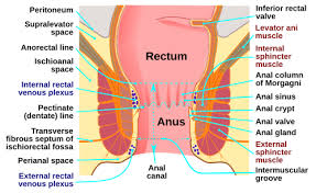 <ul><li><p>final section of large intestine where colon travels through </p></li><li><p>stores feces </p></li></ul><p></p>