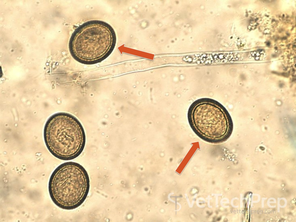 <p>what parasite is this?</p><p>whats the scientific name?</p>