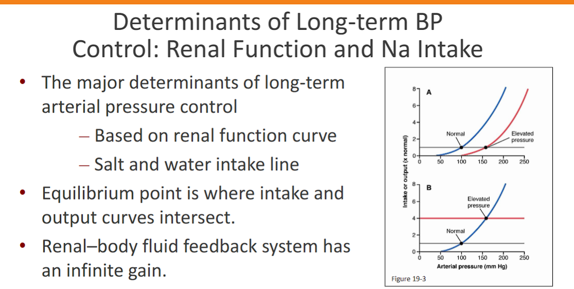 <p>The major determinants of long-term</p><p>arterial pressure control</p><p>– Based on renal function curve</p><p>– Salt and water intake line</p><p>Equilibrium point is where intake and</p><p>output curves intersect.</p><p>• Renal–body fluid feedback system has</p><p>an infinite gain</p><ul><li><p class="ds-markdown-paragraph"><strong><span>What it is:</span></strong><span> This curve represents the </span><strong><span>kidney's response to pressure</span></strong><span>—the </span><strong><span>Pressure-Natriuresis-Diuresis</span></strong><span> mechanism we just discussed.</span></p></li><li><p class="ds-markdown-paragraph"><strong><span>Shape:</span></strong><span> It is </span><strong><span>very steep</span></strong><span>. A small increase in arterial pressure causes a large increase in sodium and water excretion by the kidneys.</span></p></li><li><p class="ds-markdown-paragraph"><strong><span>Meaning:</span></strong><span> The kidneys are </span><strong><span>exquisitely sensitive to pressure</span></strong><span>. If pressure rises even slightly, the kidneys will rapidly dump salt and water until the pressure is forced back down.</span></p></li></ul><p></p>