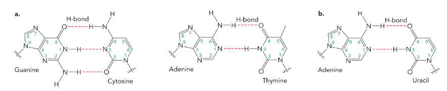 <p>hydrogen bonds </p><p>(three form between guanine and cytosine, while two form between adenine and thymine, as well as two between adenine and uracil) </p>