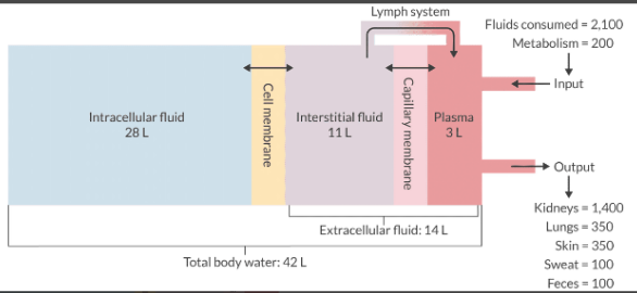 <p>In the textbook 70-kg male, water represents 60% of the total body weight. This equals 42 L.</p><p>TBW can be divided into:</p><ul><li><p>Intracellular volume = 40% of total body weight (28 L)</p></li><li><p>Extracellular volume = 20% of total body weight or (14 L)</p></li></ul><p>ECV can be further divided into:</p><ul><li><p>Interstitial fluid = 16% of total body weight (11 L)</p></li><li><p>Plasma fluid = 4% of total body weight or (3 L)</p></li></ul><p>Remember: 60/40/20 (15/5) or (16/4) - either will work.</p>