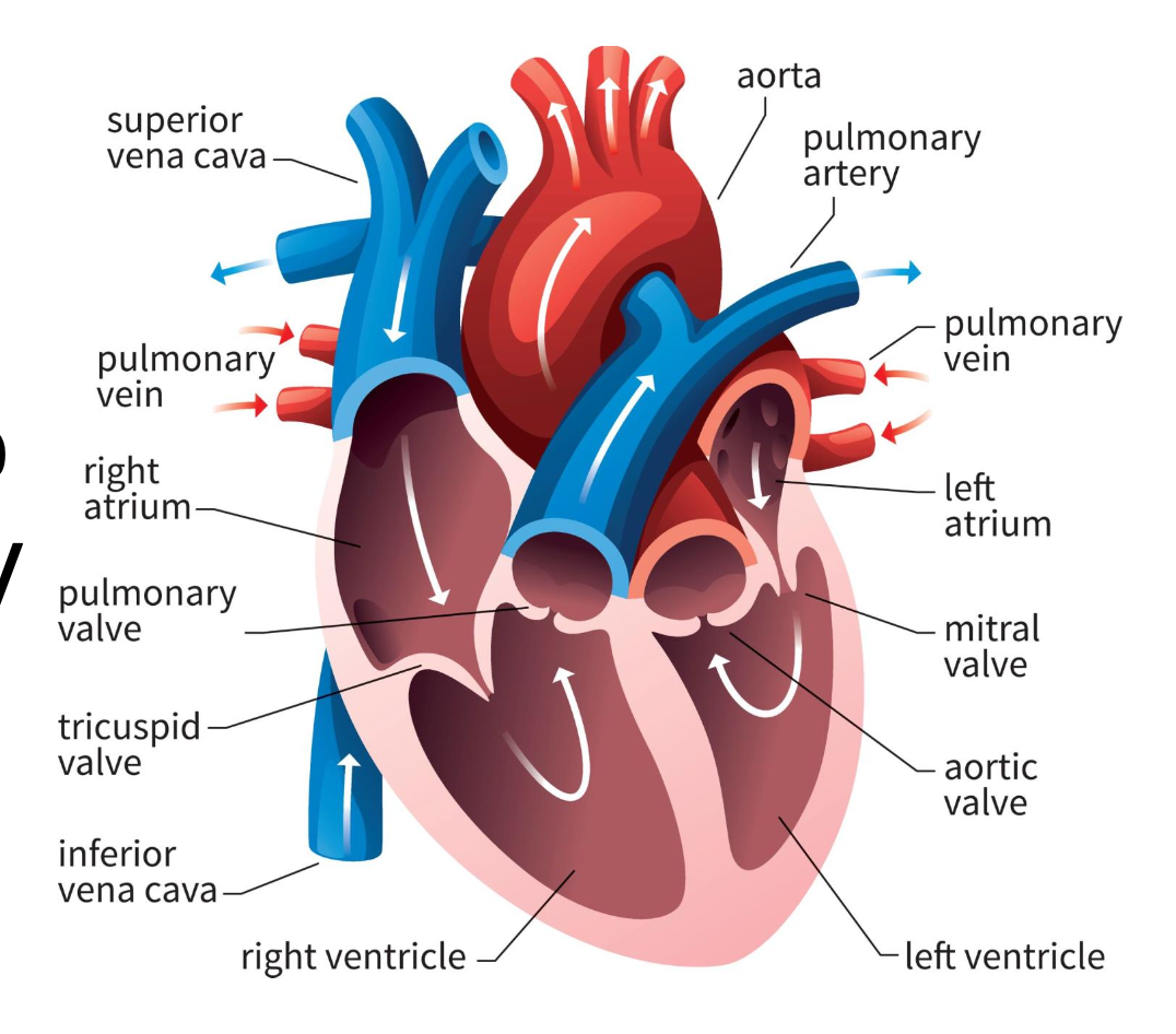 <p>connects right ventricle and pulmonary trunk to pulmonary arteries to lungs</p>